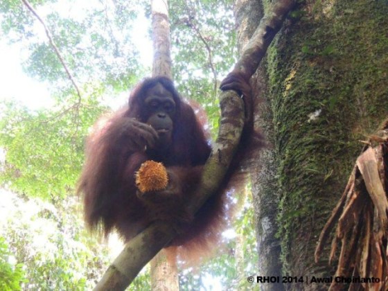 A rehabilitant orangutan in release site.